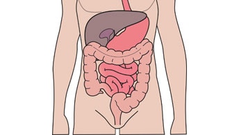 The digestive and urinary system