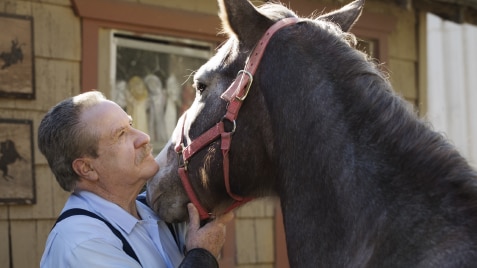 An elderly man with a horse