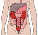 The Urinary System