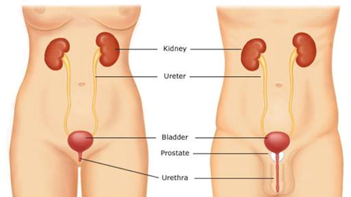 How the bladder works