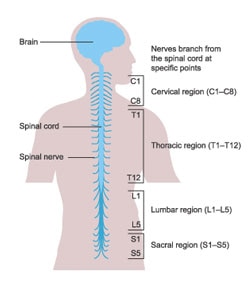 Image result for what is spinal cord injury