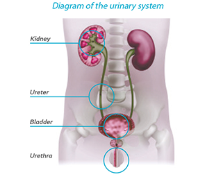 Diagram of the urinary system